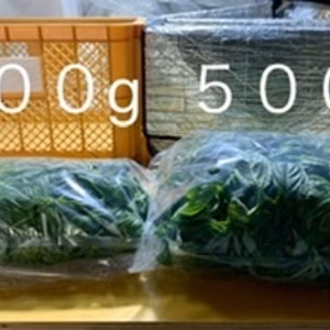 季節限定！バジル農家の採れたて生バジル　３００g 