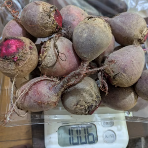 訳あり品残りわずか‼️120g以下の小玉、甘い八ヶ岳のビーツ