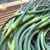 EM育ちのニンニクの芽【農薬不使用】500g☆オマケ野菜付き