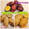 ★地元のリピーター厳選3種セット★　グラウンドペチカ&はるか&シンシア　新じゃが