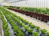 ▪️栽培期間中農薬不使用▪️こだわりのサラダ派へ1週間セットヨーロピアンサラダ