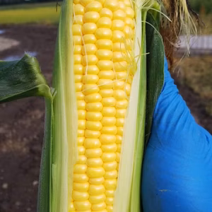 めちゃ旨！早朝ゴールデンタイムに収穫したとうもろこし<恵味ゴールド>
