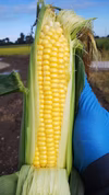 めちゃ旨！早朝ゴールデンタイムに収穫したとうもろこし<恵味ゴールド>