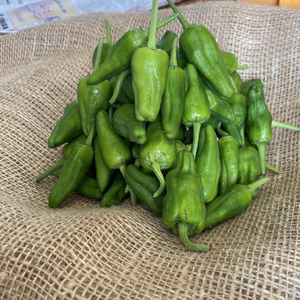 スペインからやってきた！気分屋パドロン！！