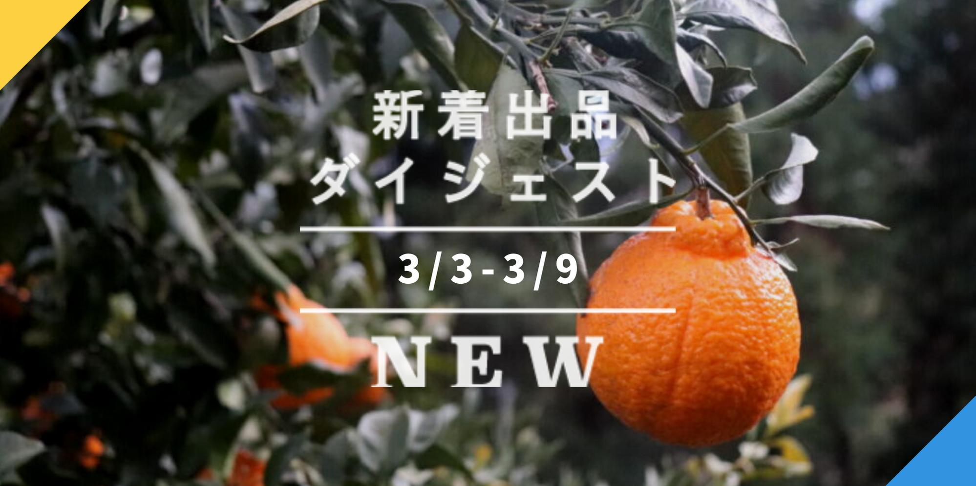 摘果マンゴー9.5kg ＋おまけ