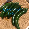 セラーノペッパー1k！選べるおまけ唐辛子付き！