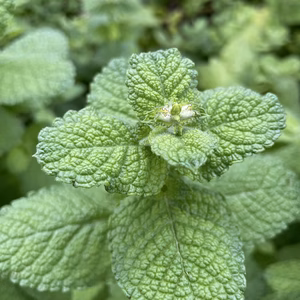 ミント!ミント!ミント