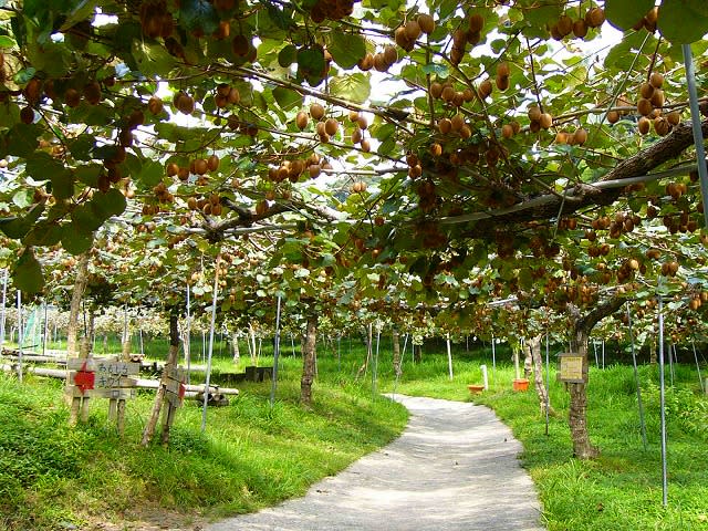静岡県掛川市｜キウイフルーツカントリーJapan｜平野耕志さんの生産者