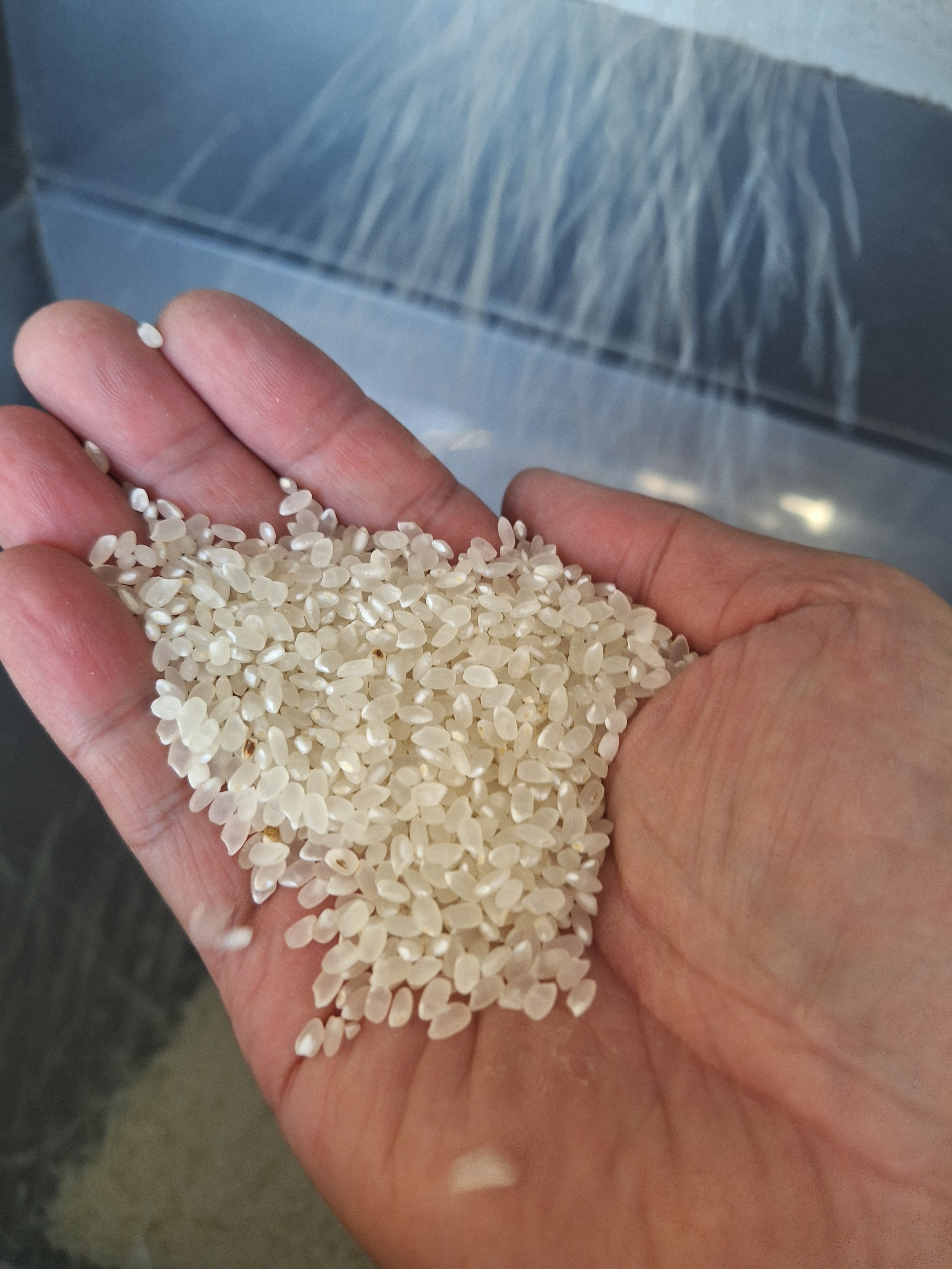 新米✨令和3年8月収穫✨高知県産25kg✨ Amazon.co.jp: 新米 令和7年産 コシヒカリ 20kg (5kg×4袋) 高知