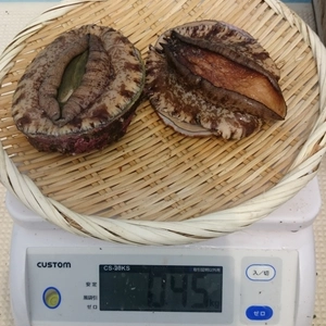 　メガイアワビ 約250グラムサイズ0.5/１kg ステーキお刺身に！