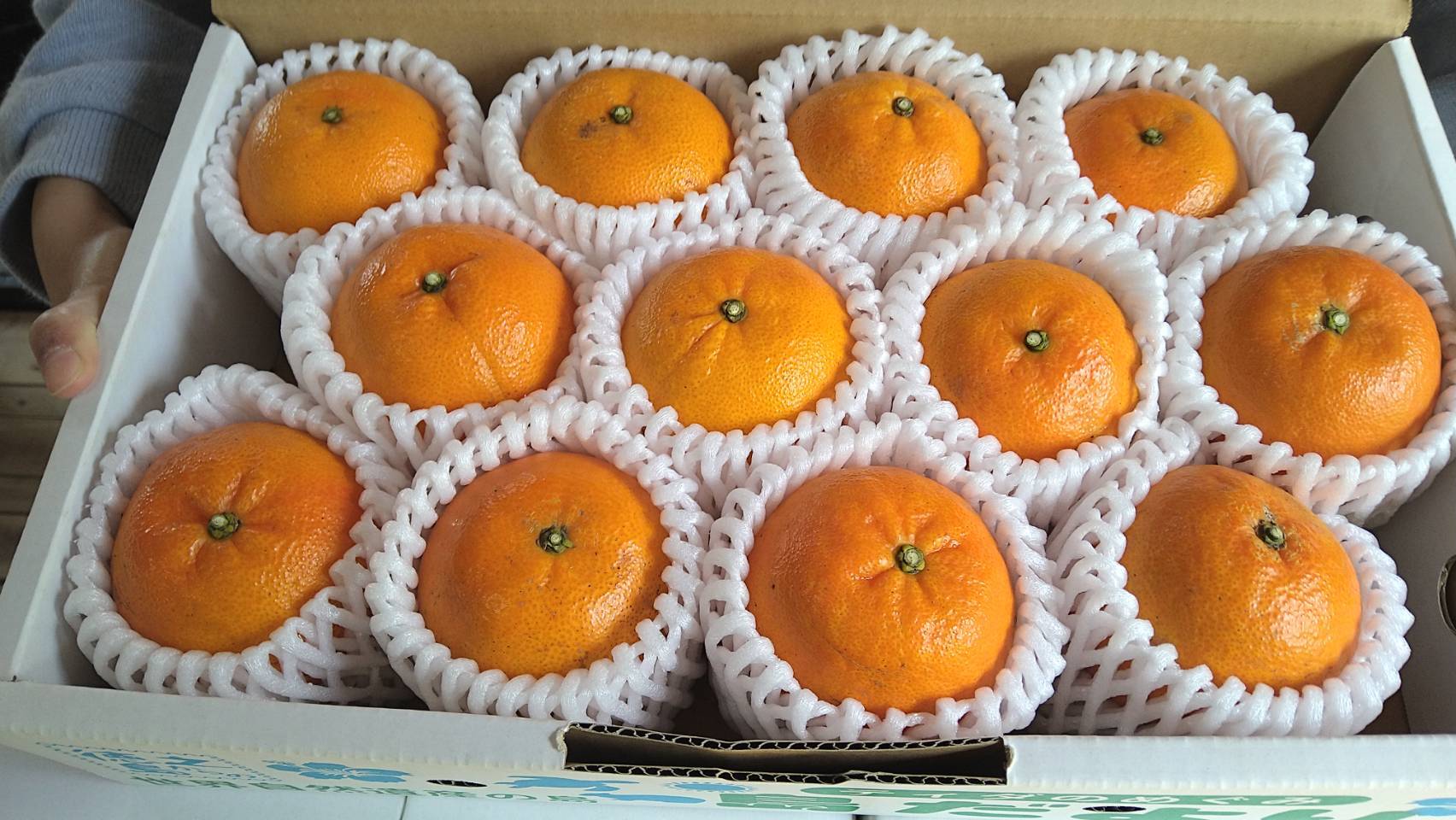 徳之島産たんかん べっぴんさん 2キロ入り｜不知火・タンゴール類の