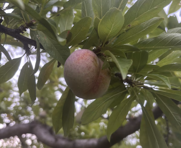 「ご協力よろしくお願いします」ソルダム　加工品