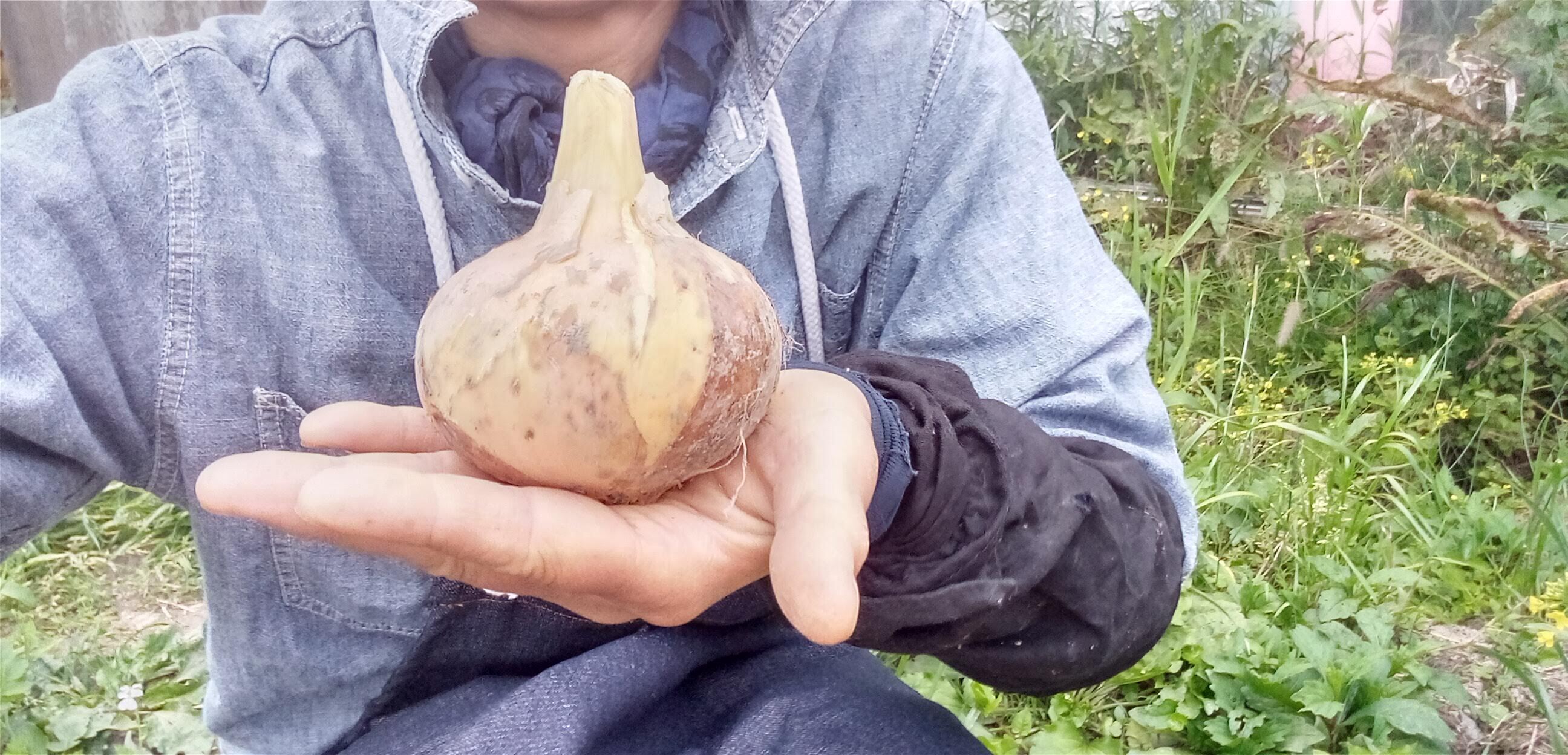 新玉ねぎ 肥料農薬不使用、固定種 1.8kg
