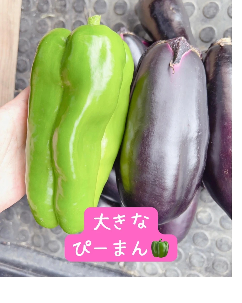 夏野菜！津山市産！ジャンボピーマン（2kg）
