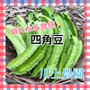常温発送【川上農園】四角豆たっぷり♪ 茨城県産