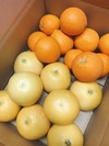 おすすめセットＭ＊グレープフルーツとブラッドオレンジ