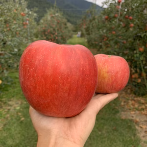 特大‼︎格安‼︎数量限定‼︎【長野県松川村産】シナノスイート家庭用