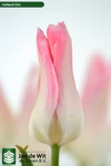 【新潟チューリップ】チビで超カワイイ ピンク色ユリ咲き ﾎｰﾗﾝﾄﾞｼｯｸ１０本
