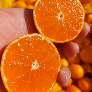 有田みかん【完熟ゆら早生】3.3kg（箱込）