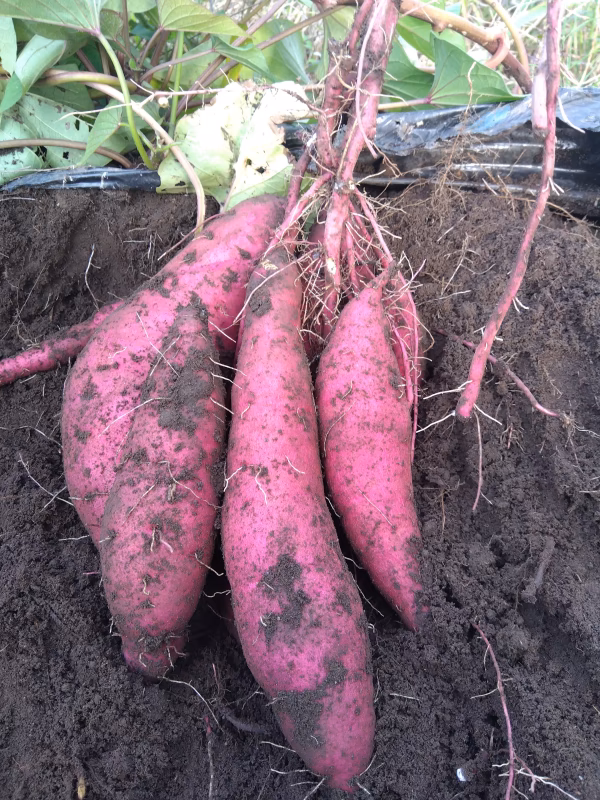 有機JAS認証紅はるか　スッキリ甘くしっとり食感