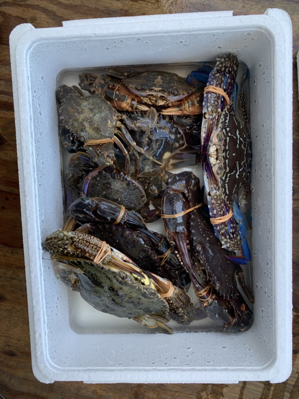 タイワンガザミ イシガニ1 5kg大小混合 農家漁師から産地直送の通販 ポケットマルシェ