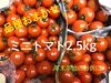 【川上農園】品種おまかせ　ミニトマト2.5kg 茨城県産