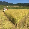 令和2年[合鴨米]玄米1kg 栽培期間中農薬不使用 熊本県産 ヒノヒカリ