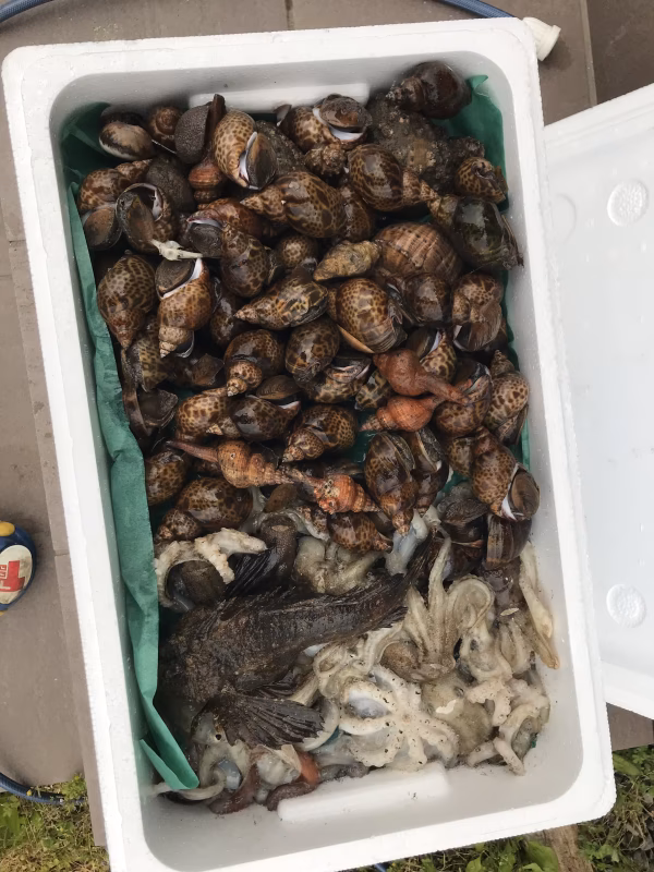 秋田沖 イイダコ＋黒バイ貝