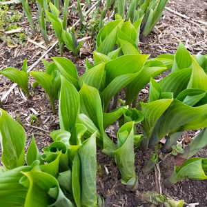 青森県産　ウレイ（ウルイ）　山菜