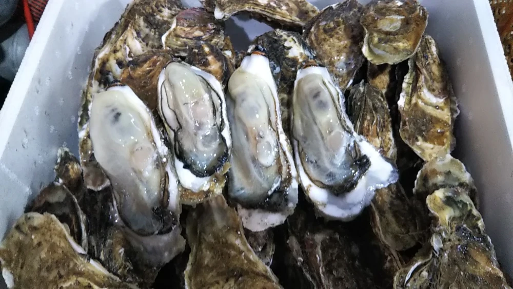食べ放題向け　バラ牡蠣（生食可）　５ｋｇ30個くらい