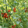 数量限定　500g高糖度・高リコピンミニトマト　シュガープラム(300063)