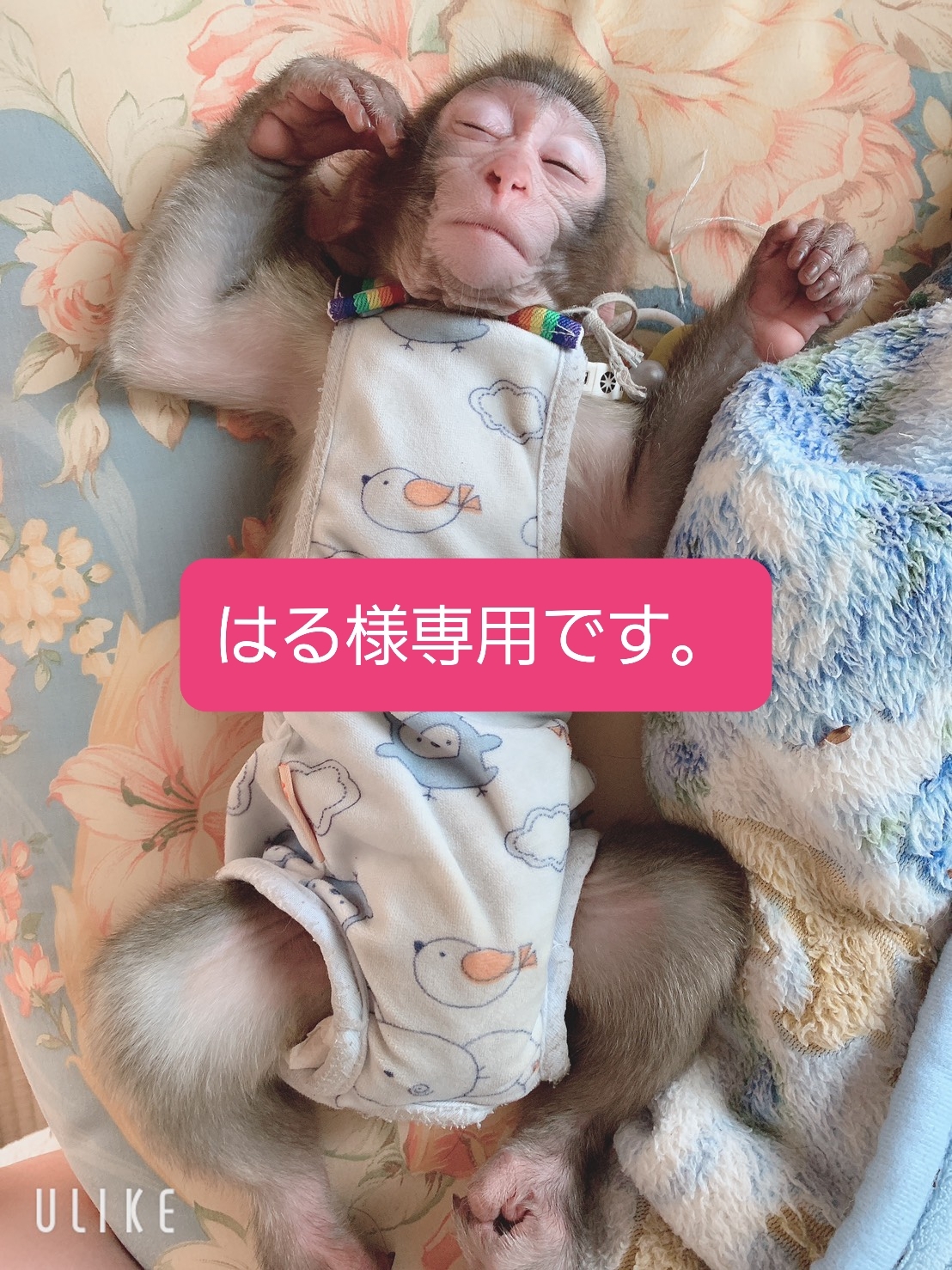 はる様専用です 農家漁師から産地直送の通販 ポケットマルシェ