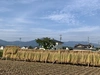栽培期間農薬除草剤無コシヒカリ(玄米)はぜかけ米 食味値85点Aランク