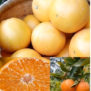 レア品付【越冬完熟！】手で剥けるシリーズ❣️ポンカン＆はれひめ