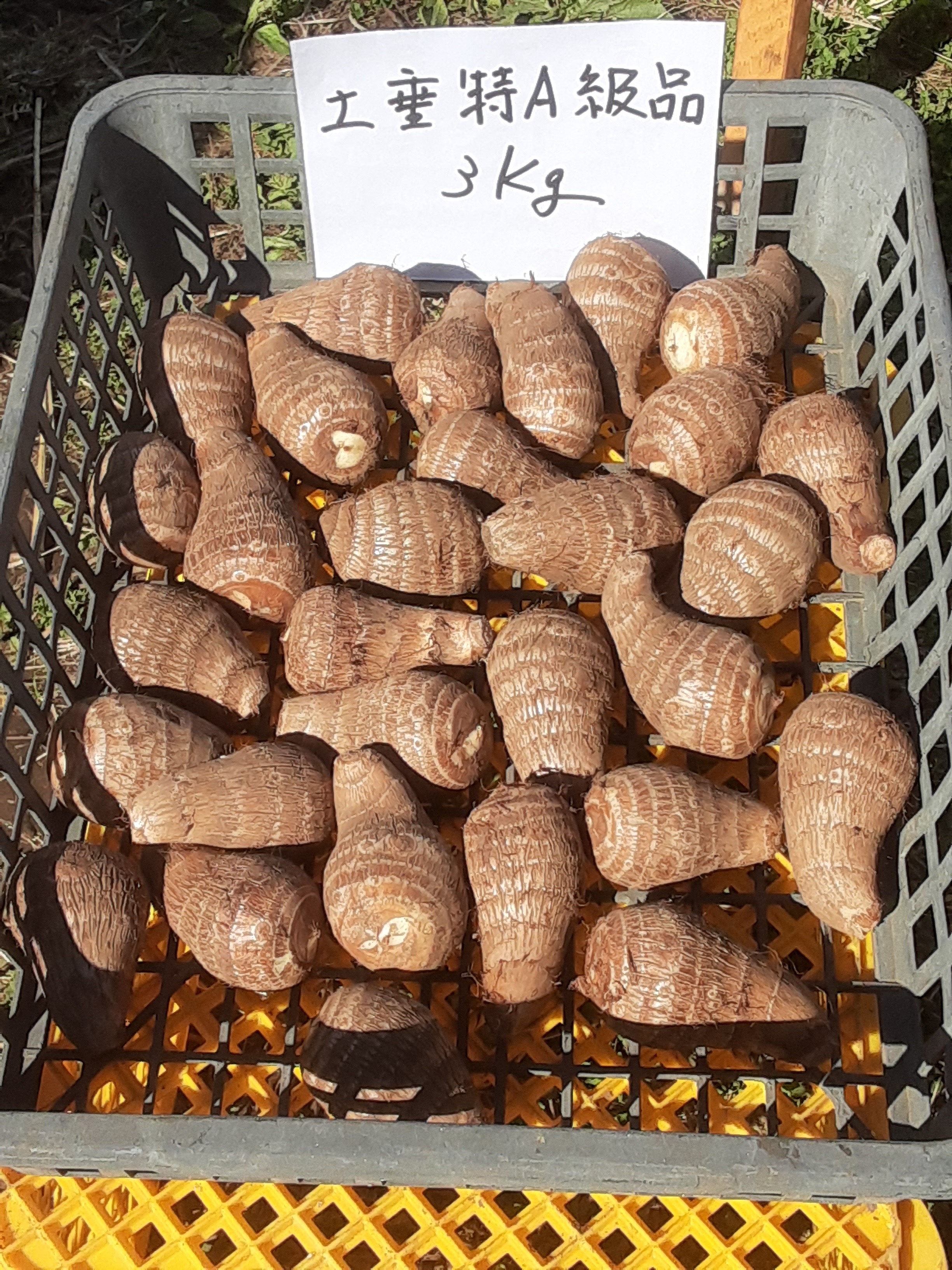 koko ふっくら里芋大きめ15kg koko ふっくら里芋大きめ15kg koko ふっくら里芋大きめ15kg