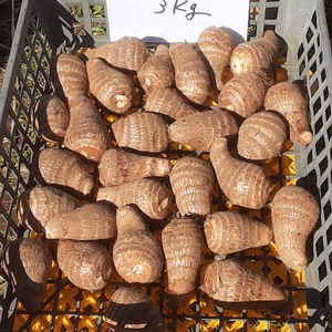 美肌＆デトックス効果抜群❣　里芋(土垂)　「特Ａ級品」1点限り❕