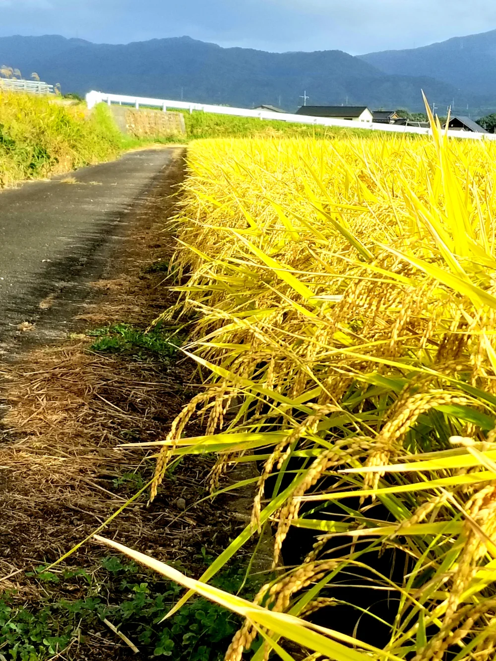 植物性で育てたビーガン米10㎏玄米【化学肥料、農薬、除草剤不使用】