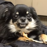 ピロピ