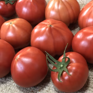 【限定品】甘味酸味うま味の三つ巴！こてらんねぇフルーツトマト(2パック入り)