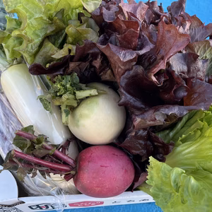 【常温便です‼】サラダ用のおまかせ野菜セット