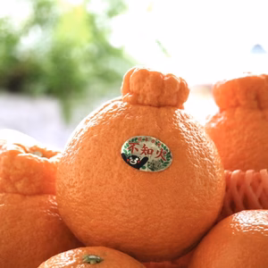 デコポン発祥地から不知火５kg〜（家庭用）雑誌「MORE」に掲載されました