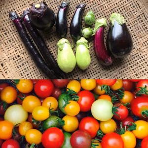 いろいろナスとミニトマトのカラフルセット