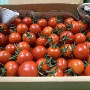 トマトのミネラル感じてみませんか？（800グラム）