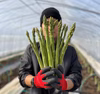 ＼シェフ御用達／ 北海道日高産アスパラ 春芽 (L・Mサイズ混合1g、2kg)