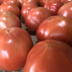 【こだわり土耕栽培】こてらんねぇトマト