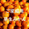 広島大長産　早生みかんご家庭用5kg