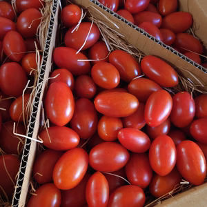 （期間限定1.5kg）『これがトマト？！』ごほうびのフルーツミニトマト 