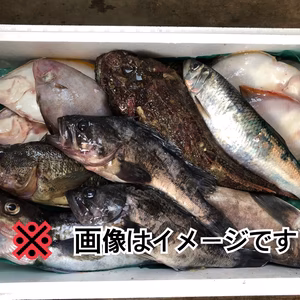 定期【知床羅臼直送】未利用魚ボックス(梅コース) 海鮮セット 鮮魚ボックス