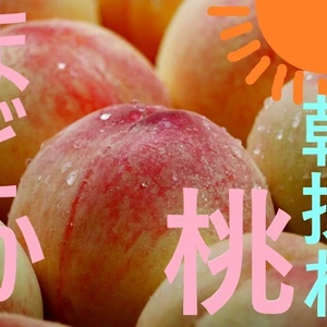 桃の人気品種　まどか　ASIAGAP認証農場：津軽農園　8/9前後　収穫・発送