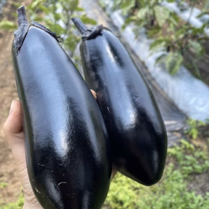 「ほほほ」ずんぐりナス！【農薬・化学肥料不使用】